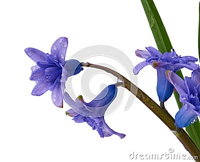 Bouquet of blue blooming oriental hyacinth isolated on a white background Stock Photo