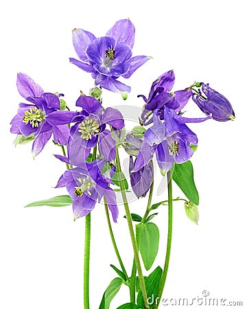 Bouquet of blue columbine flowers Stock Photo