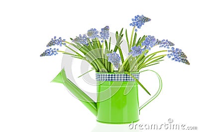 Bouquet blue grape Hyacinths Stock Photo