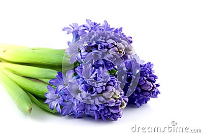 Bouquet blue hyacinth Stock Photo