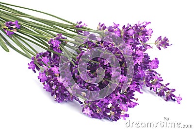 Bouquet of blue lavender flowers isolated on white Stock Photo