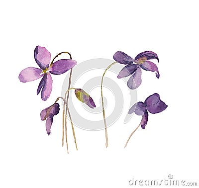 Bouquet of blue violets decor decoration, watercolor Cartoon Illustration