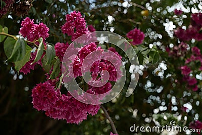 Bouquet Bougainvillea saturation pink flower with dark green leaf bokeh background Stock Photo