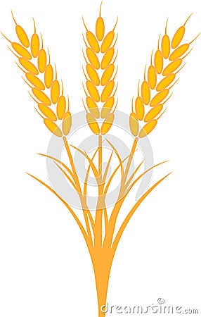 Bouquet bunch ears wheat stems leaves ripe yellow color Vector Illustration