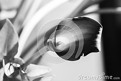 Bouquet of calla lily black and white Stock Photo