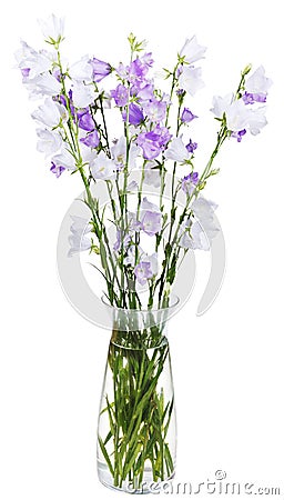 Bouquet of campanula bellflower in glass vase Stock Photo
