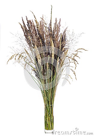 Bouquet of cereal meadow grasses in a glass vessel on a white background Stock Photo