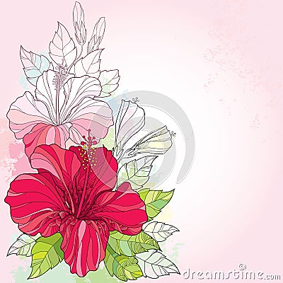 Bouquet with Chinese Hibiscus or Hibiscus rosa-sinensis and leaves on the pink background with pastel blots. Vector Illustration