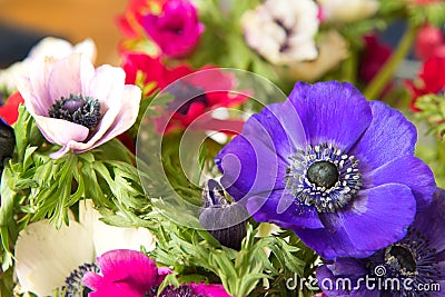 Bouquet colorful Anemone Stock Photo