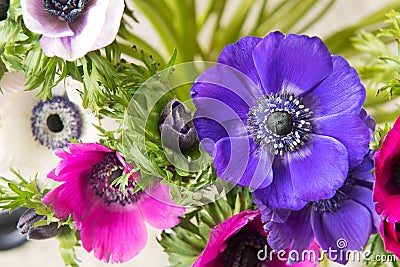 Bouquet colorful Anemone Stock Photo