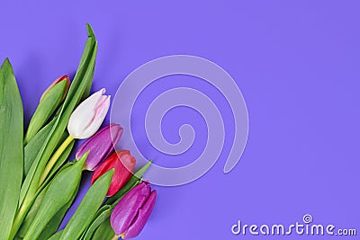 Bouquet of colorful tulip spring flowers in corner of purple background with blank copy space Stock Photo