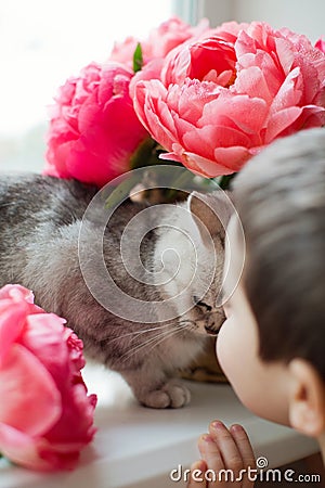 Bouquet coral peonies and grey cat Stock Photo