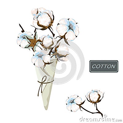 Bouquet of cotton branch in paper cornet on a white background. White fiber bolls and leaf on the stem. Fluffy flower Vector Illustration