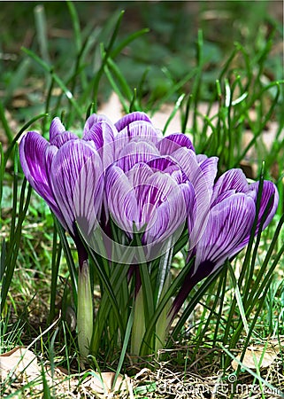 A bouquet crocus flower on a spring field. Stock Photo