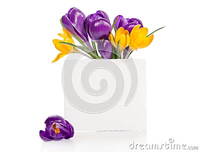 Bouquet from crocus flowers in vase with empty card for your text Stock Photo