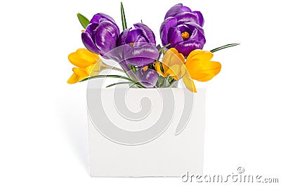 Bouquet from crocus flowers in vase with empty card for your text Stock Photo