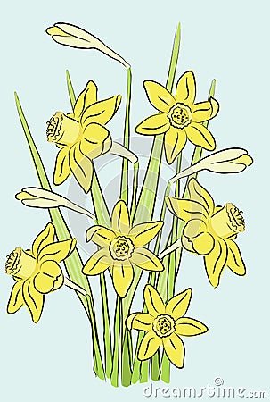 A bouquet of daffodils Vector Illustration