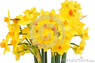 Bouquet of daffodils flower Stock Photo
