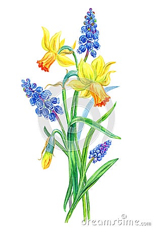 Bouquet of daffodils and muscari, hand drawing. Cartoon Illustration