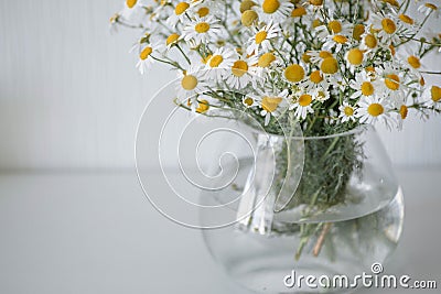 Bouquet of daisies in a vase. Stock Photo