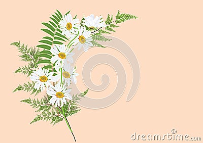 Bouquet of daisy flowers with fern leaves drawing Stock Photo