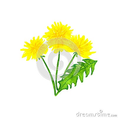 Bouquet of dandelions. Hand drawn watercolor illustration. Isolated on white background Cartoon Illustration