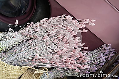 Bouquet of decorative dry pink spikelets, wheat ears close-up on the table, ripened cereal spikes. Real background of Stock Photo