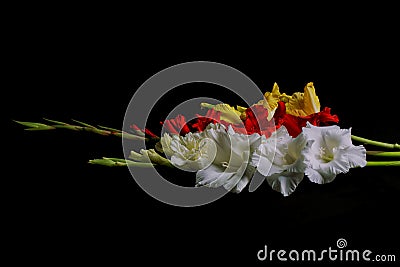 Bouquet of different colored gladiolus flowers isolated Stock Photo