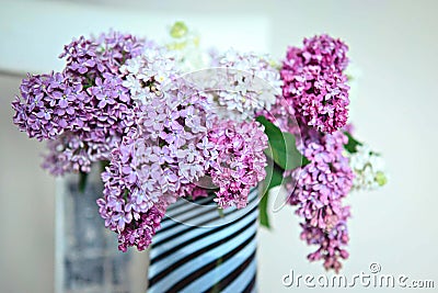 A bouquet of differently colored lilacs Stock Photo