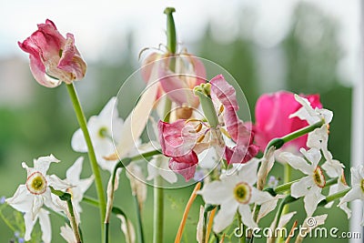 Bouquet of faded spring flowers, tulips and white daffodils dried up Stock Photo