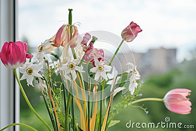 Bouquet of faded spring flowers, tulips and white daffodils dried up Stock Photo