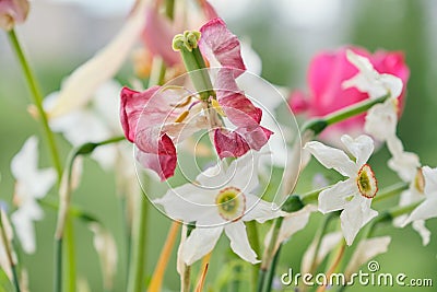 Bouquet of faded spring flowers, tulips and white daffodils dried up Stock Photo