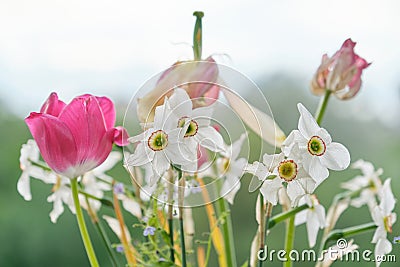 Bouquet of faded spring flowers, tulips and white daffodils dried up Stock Photo