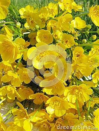 Bouquet of field buttercups flowers Stock Photo
