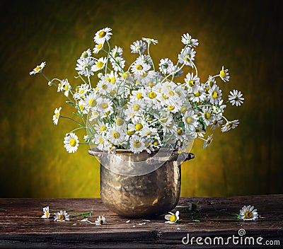 Bouquet of field chamomiles. Stock Photo