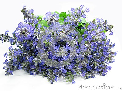 Bouquet of field violet flowers Stock Photo