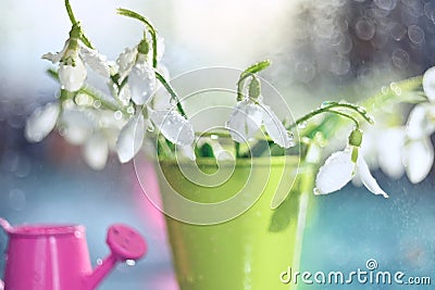 Bouquet of the first spring flowers of snowdrops Stock Photo