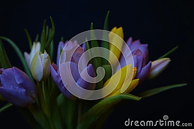 tulips flowers bouquet close-up black background spring multicolors Stock Photo