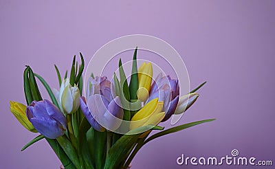 bouquet flower tulip pink background spring multicolors Stock Photo