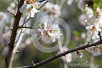 Bouquet of flowers of almond tree Stock Photo