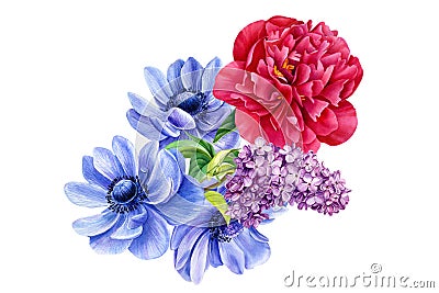 bouquet of flowers, anemones, peony, lilac, watercolor botanical illustration Cartoon Illustration