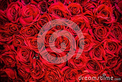 Bouquet of flowers: fresh red roses for backgrounds Stock Photo