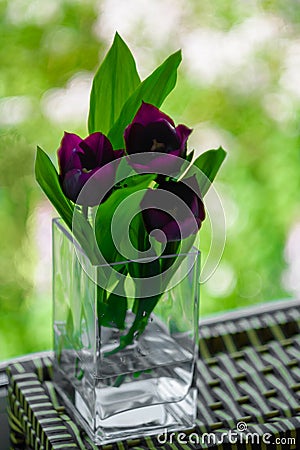 A bouquet of flowers on a green light background. Violet tulips in a vase. Place for your text. View from the window Stock Photo