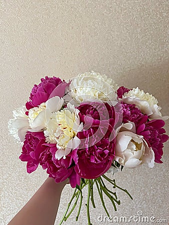 Bouquet of flowers of Medicinal Peony Paeonia officinalis. Medicinal peony close-up Stock Photo