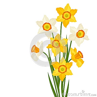 Bouquet of flowers narcissus on white background Vector Illustration