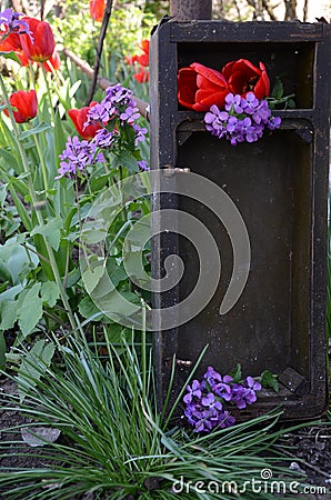 Bouquet of flowers,red tulips and lilac in the aged box.Green blossom garden and old rustic box.Rural mood of congratulation Stock Photo