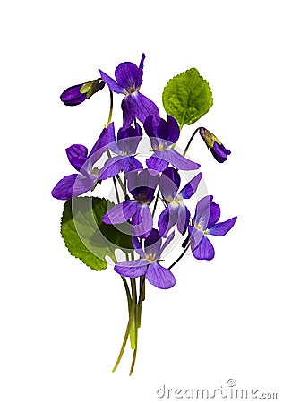 Bouquet of flowers violets isolated on white background Stock Photo