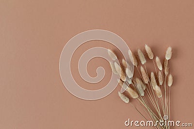 Bouquet of fluffy dried flowers from bunny tails Lagurus grass. Minimal floral composition in boho style Stock Photo