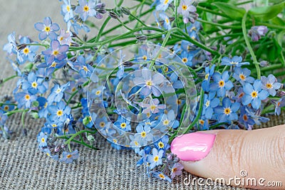 Bouquet of forget-me not`s Stock Photo