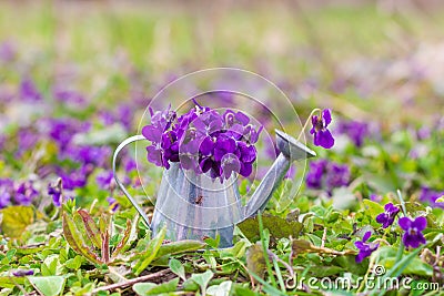 Bouquet of fragrant forest violets in a watering can on a green meadow on a spring morning Stock Photo